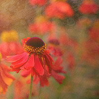 Buy canvas prints of Helenium with texture by Rosaline Napier