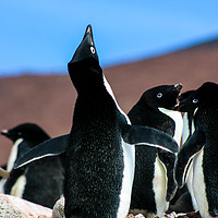 Buy canvas prints of Penguin mating call by Rosaline Napier