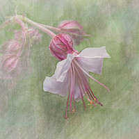 Buy canvas prints of Pink Cranesbill Geranium by Rosaline Napier