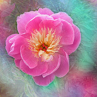 Buy canvas prints of Chinese peony with texture by Rosaline Napier