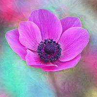Buy canvas prints of Pink anemone with texture by Rosaline Napier