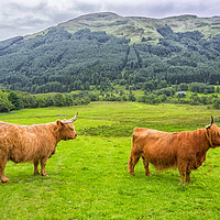 Buy canvas prints of Pair of Scottish Highland Cattle  by Rosaline Napier