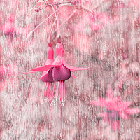 Buy canvas prints of Pink Fuchsia by Rosaline Napier