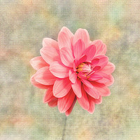 Buy canvas prints of Pink dahlia on texture by Rosaline Napier