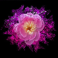 Buy canvas prints of Chinese peony with paint splatter effect by Rosaline Napier