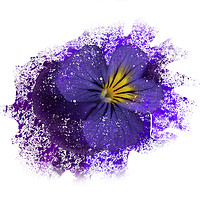 Buy canvas prints of Purple pansy with paint splatter effect by Rosaline Napier