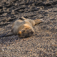 Buy canvas prints of Baby Galapagos Sea Lion by Rosaline Napier
