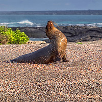 Buy canvas prints of Galapagos sea lion by Rosaline Napier