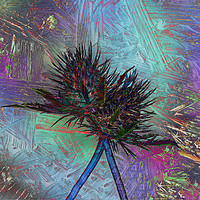 Buy canvas prints of Eryngium texture abstract by Rosaline Napier