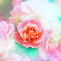 Buy canvas prints of Pink rose with texture by Rosaline Napier