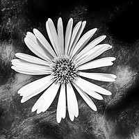 Buy canvas prints of Single Celmisia Hookeri white flower marble by Rosaline Napier