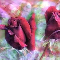 Buy canvas prints of Two red roses with abstract background by Rosaline Napier