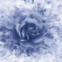 Buy canvas prints of Single blue rose by Rosaline Napier