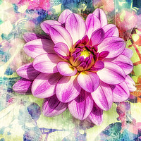 Buy canvas prints of Pink dahlia with paint effect background by Rosaline Napier