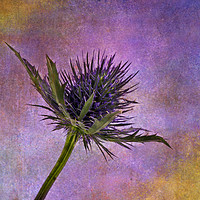 Buy canvas prints of Eryngium head with texture by Rosaline Napier