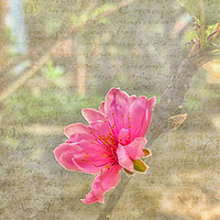 Buy canvas prints of Peach tree blossom with texture by Rosaline Napier