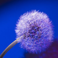Buy canvas prints of Dandelion seed head blue background by Rosaline Napier