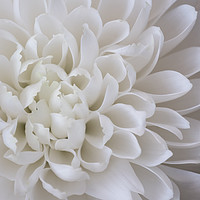 Buy canvas prints of White chrystanthemum petals by Rosaline Napier