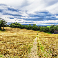 Buy canvas prints of Shropshire Harvested Field by Rosaline Napier