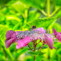 Buy canvas prints of Bee on hydrangea by Rosaline Napier