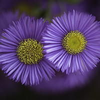 Buy canvas prints of Midsummer Daisy in Lavender by Mike Evans