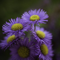 Buy canvas prints of Midsummer Daisy in Lavender by Mike Evans