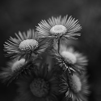 Buy canvas prints of Midsummer Daisy in Black and white by Mike Evans
