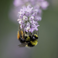 Buy canvas prints of Bee on Lavender by Mike Evans