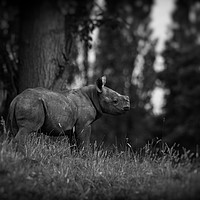 Buy canvas prints of Black Rhinoceros Calf  by Mike Evans