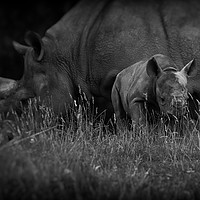 Buy canvas prints of Black Rhinoceros and Calf  by Mike Evans