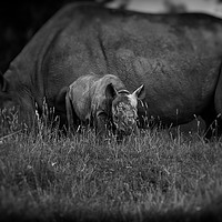 Buy canvas prints of Black Rhinoceros and Calf  by Mike Evans