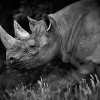 Buy canvas prints of Black Rhinoceros by Mike Evans