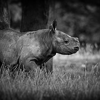 Buy canvas prints of Black Rhinoceros Calf  by Mike Evans