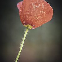 Buy canvas prints of Poppy by Mike Evans