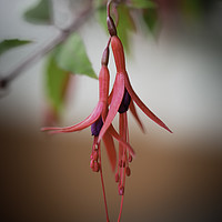 Buy canvas prints of Fuchsia by Mike Evans