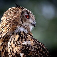 Buy canvas prints of Eurasian Eagle Owl by Mike Evans