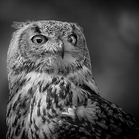 Buy canvas prints of Black and white Eurasian Eagle Owl by Mike Evans