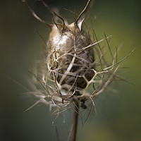 Buy canvas prints of Nigella damascena (seed pods) by Mike Evans