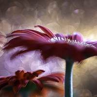 Buy canvas prints of Daisy - Gerbera Experimental / Abstract photograph by Mike Evans