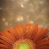 Buy canvas prints of Sparkle in the sky - Daisy / Gerbera Experimental  by Mike Evans