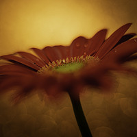 Buy canvas prints of Daisy - Gerbera Experimental / Abstract photograph by Mike Evans