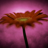 Buy canvas prints of Hot Pink - Daisy, Gerbera Experimental / Abstract  by Mike Evans