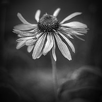 Buy canvas prints of Withering Beauty - In Black and White. by Mike Evans