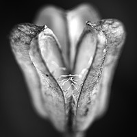 Buy canvas prints of Snake's Head Fritillary - Seed Pod by Mike Evans