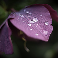 Buy canvas prints of  Hellebores by Mike Evans