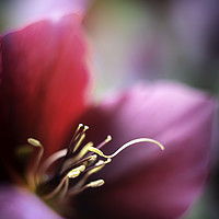 Buy canvas prints of Burgundy Hellebores petal and stamen close up. by Mike Evans