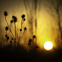 Buy canvas prints of Silhouette of a Common Thistle at Sunset. by Mike Evans