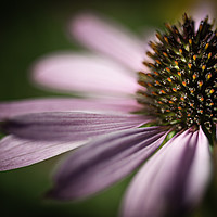 Buy canvas prints of Coneflower Head Close Up  by Mike Evans