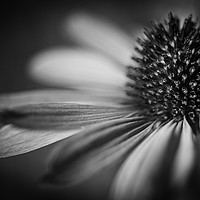Buy canvas prints of Coneflower Head Close Up  by Mike Evans
