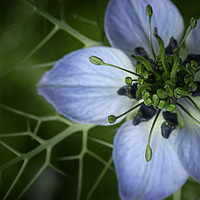 Buy canvas prints of Nigella damascena in Blue and Green. by Mike Evans